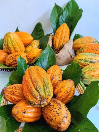 ✨ Zrnko, ktoré chutí ako sen – pravé kakao z Peru 🍫✨ Takto vyzerá kakaový plod, keď ho otvoríte. Vo vnútri sa ukrývajú...